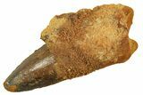 Fossil Spinosaurus Tooth - Real Dinosaur Tooth #298094-1